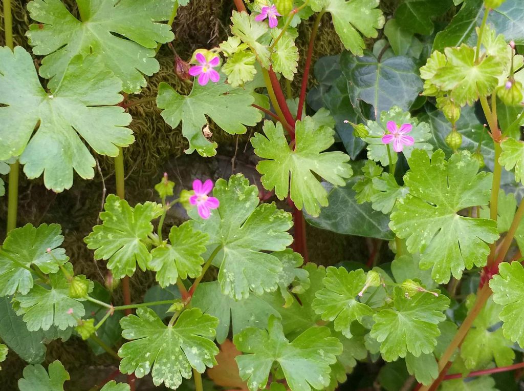 Geranium lucidum